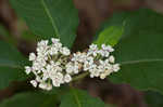 White milkweed